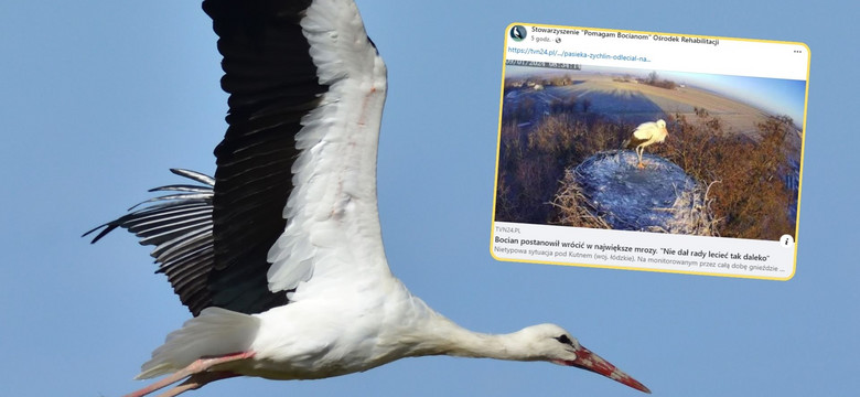 Bocian wrócił do gniazda w największy mróz. "Widać prążki głodowe"