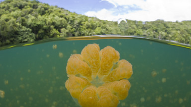Jellyfish Lake, czyli jezioro meduz w Palau - najlepsze miejsce dla nurków i miłośników przyrody