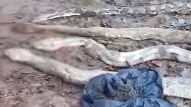 Osiem martwych pytonów i węży boa zakopanych w czarnym worku. Policja szuka właścicieli 