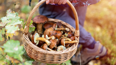 Polski raj dla grzybiarzy znaleziony. Zebrał ponad 50 prawdziwków
