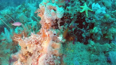 Czy nowo odkryta rafa koralowa dorówna Wielkiej Rafie Koralowej?