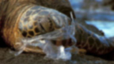 Znaleziono żółwia z żołądkiem pełnym śmieci. Odpadki wystawały z jego ciała. Wstrząsający widok