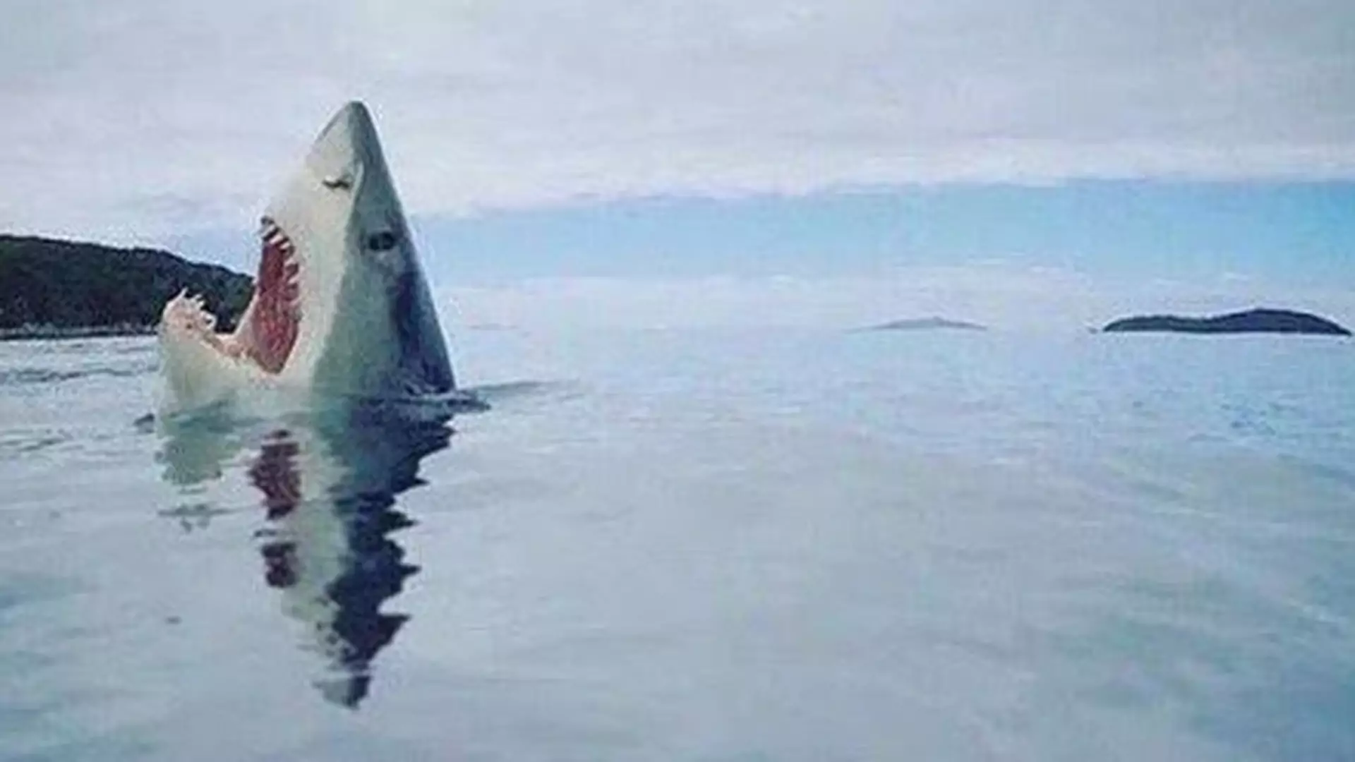 Zdjęcie "rekina, który nadepnął na lego" obiegło internet. Historia fotografii jest o wiele bardziej złożona