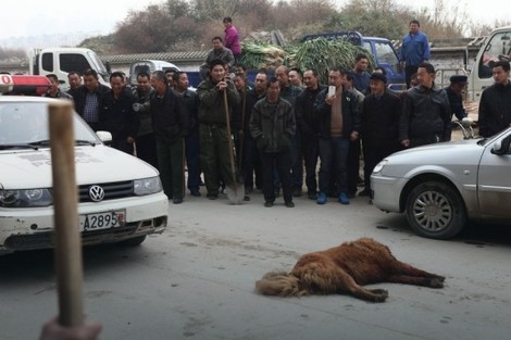 TUŽNA SUDBINA DŽINOVA SA TIBETA Do juče su ovi psi plaćani MILIONIMA DOLARA, a danas ih ubijaju lopatama (FOTO) MtFktkqTURBXy81NWEyMWVlODY2MjMwZjYxZjliYjgwODJkZmMyODAxNi5qcGVnk5UCzQMUAMLDlQLNAdYAwsOVB9kyL3B1bHNjbXMvTURBXy8xZDc0Y2I0MTcwNTk1MDQzNjYyOWNhYmQ2MDZmNTBmNi5wbmcHwgA