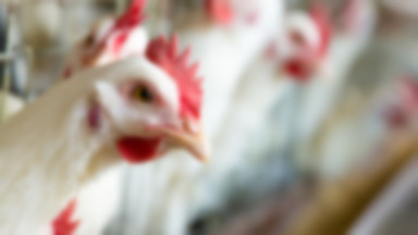 Powiat poznański wydał 22 mln przez ptasią grypę