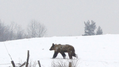Niemieckie media alarmują w sprawie niedźwiedzi w Bieszczadach