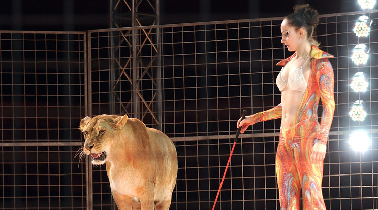 Valeria Valeriu állatidomár oroszlánjával / Fotó: MTI-Czimbal Gyula