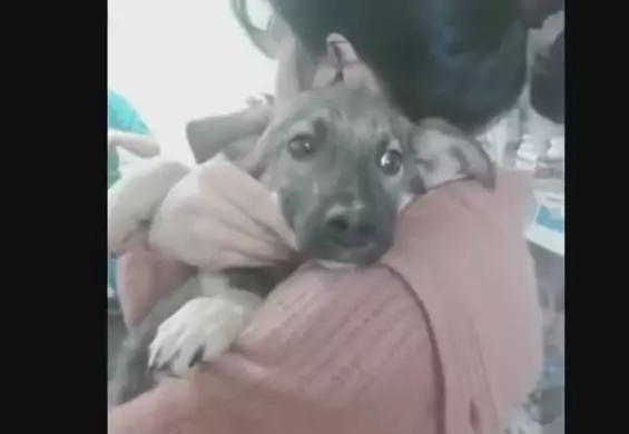 Maltretowany pies głaskany po raz pierwszy w życiu. Wzruszające wideo