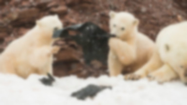 Zdjęcia z norweskiej wyspy obiegły świat. Niedźwiadki żują plastik na zaśmieconej wyspie. "To szokujące"