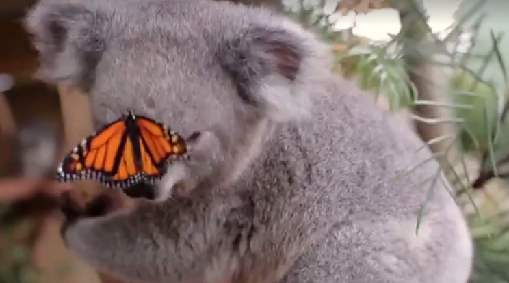 A kis koala és a pillangó, egészen furcsa párost alkotnak