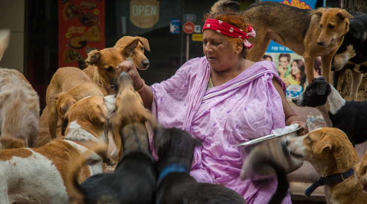Több, mint 400 kutyával él együtt az indiai nő / Fotó: NORTHFOTO