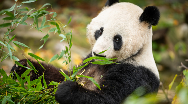 A vadonban az óriáspandák 20 évig élnek / Fotó: Getty Images