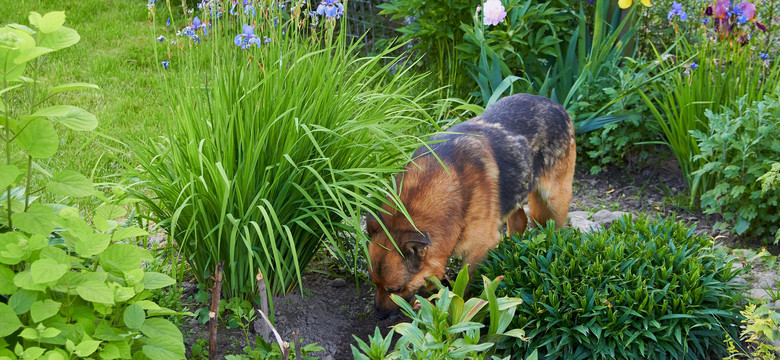 Twój pies kopie dziury w ogrodzie? Zobacz, jak go tego oduczyć