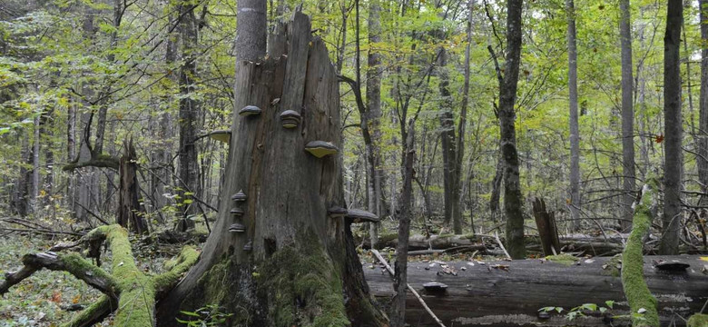 Białowieża: Ekolodzy podnieśli alarm. Rada wstrzymała się z decyzją