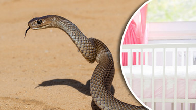 Śmiertelnie groźny wąż zaczaił się na dzieci. 47-latka nie udało się uratować