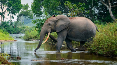 Kanapka i frytki uratowały turystów przed głodnym słoniem [NAGRANIE]