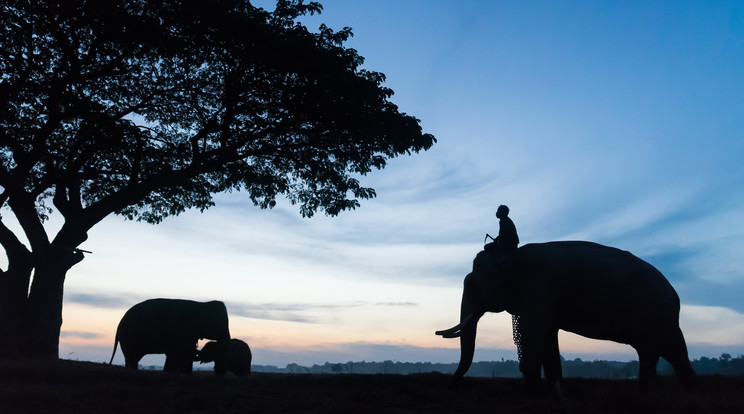 Elefánt falu Thaiföldön / Fotó: NORTHFOTO