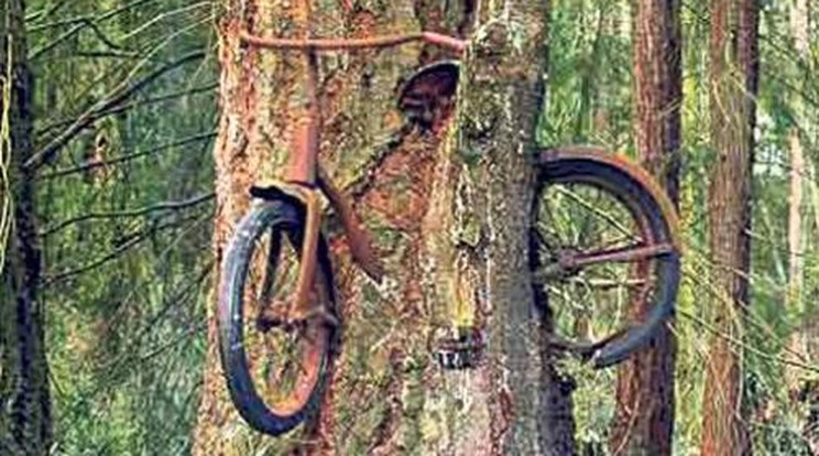 Körbenőtte a fa a biciklit