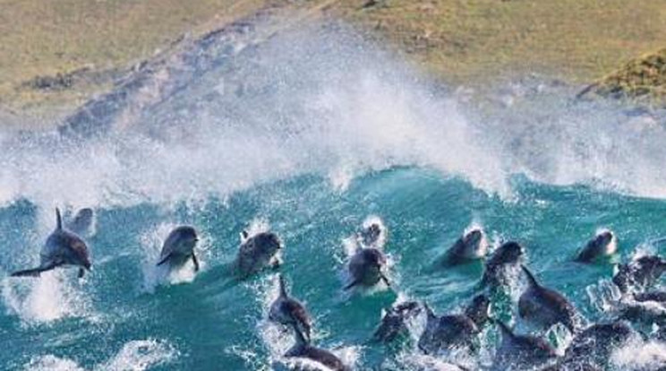 Elképesztő látvány az igazi delfinshow