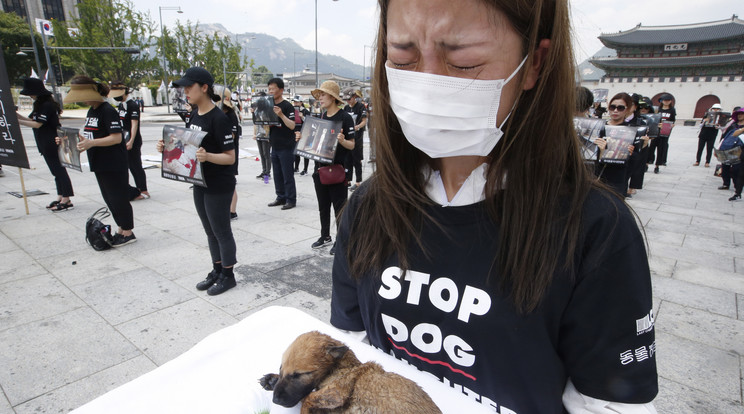 Szöulban tiltakoznak a kutyahús fogyasztása ellen - Fotó: MTI/EPA/Kim Hee-Chul