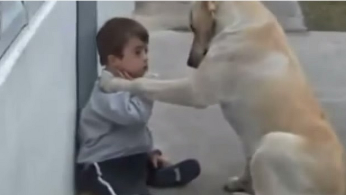 To wideo jest najlepszym przykładem na bezinteresowną miłość pomiędzy dzieckiem i zwierzęciem.