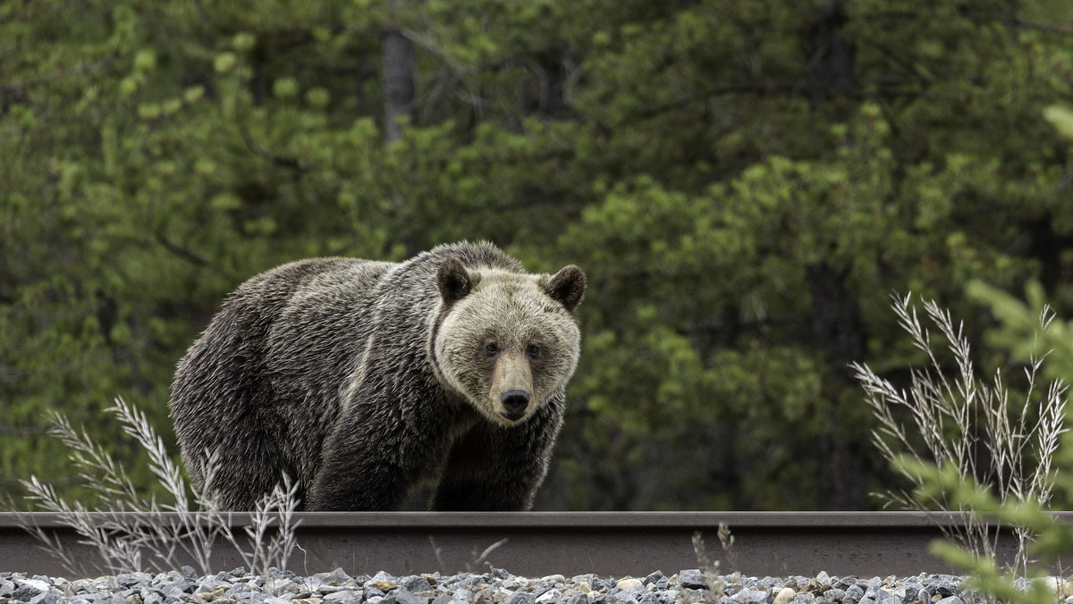 Spotkanie z niedźwiedziem zakończone tragedią. Nie żyje 31-latka