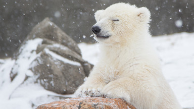 Warszawski stołeczny ogród zoologiczny zaprasza na 13. urodziny niedźwiedzi polarnych — Gregora i Aleuta