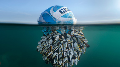 Zwycięzcy British Wildlife Photography Awards. Fotografie, które znakomicie oddają piękno natury