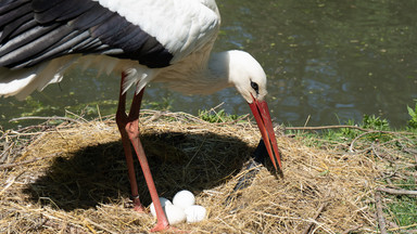 Dlaczego bociany wyrzucają jaja z gniazda? Mają swoje powody