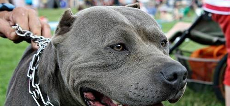 Nowy Sącz: agresywny pitbull zagryzł psa, następnie pogryzł jego właścicielkę