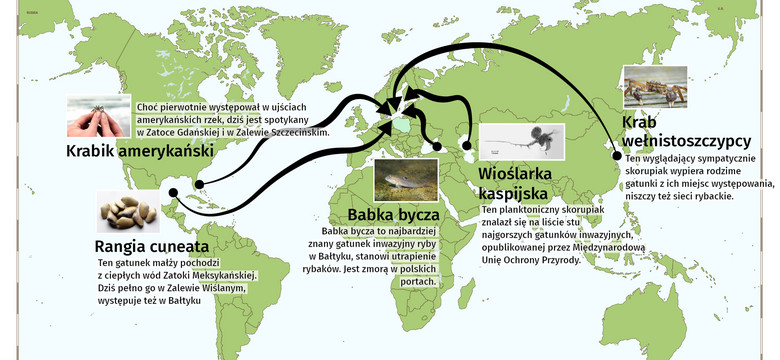 Inwazja przybyszów z dalekich mórz. Wywołują niepokój biologów