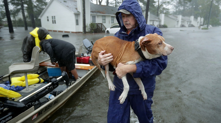 Mentik a kutyákat / Fotó: Getty Images