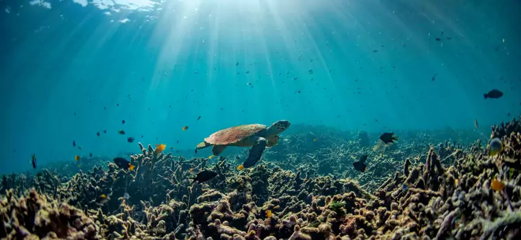 Temperatura oceanów osiągnęła nowy rekord. Naukowcy biją na alarm