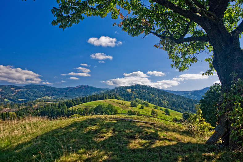 Widok z Cieńkowa