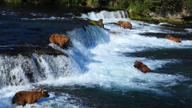 Nurt rzeki porwał małe niedźwiedzie. Zobacz, jak matka wyciągała je z wody