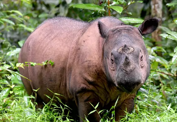 Zmarł ostatni malezyjski nosorożec sumatrzański