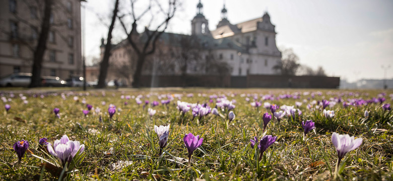 Wkrótce zakwitnie ponad pół miliona wiosennych kwiatów w Krakowie