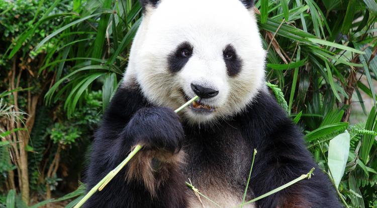 Napi cuki: ilyen aranyos pandákat már rég nem láttál