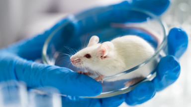 Te myszy nie mają matki, ale dwóch biologicznych ojców. Sukces naukowców z Japonii