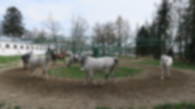Władze stadniny koni w Janowie Podlaskim ujawniły zarobki