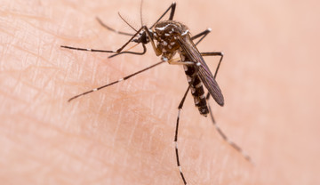 Komary przyniosą do Polski nowe choroby? Denga i malaria są już w Europie