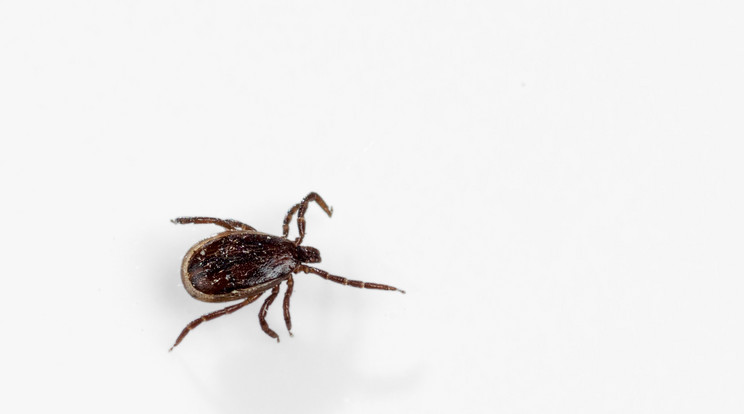 Új eljárás segíthet kimutatni a Lyme-kórt/ Fotó: GettyImages