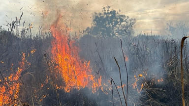 Duży pożar na terenie Biebrzańskiego Parku Narodowego. Trwa akcja strażaków