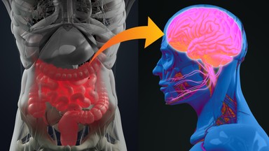 Niebywałe odkrycie. Na pracę mózgu ma wpływ stan naszych jelit
