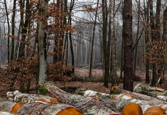 IKEA kupiła ponad 4 tys. hektarów lasu. "Chcemy chronić teren przed wycinką"