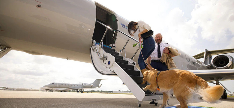 Bark Air: nowa linia lotnicza dla psów, której ceny mogą zaskoczyć