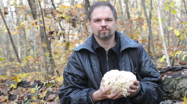 Makay Attila petrezselyem gombát talált, szerinte ebből fő a legjobb gombaleves / Fotó: Varga Imre
