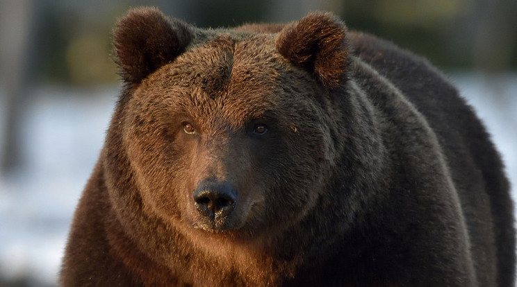 A medve megtámadta a 11 éves fiút és családját /Illusztráció: Shutterstock