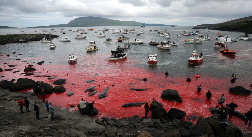 Wyspy Owcze: Te zdjęcia szokują. Tak wygląda rzeź
