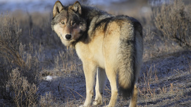 Podkarpackie: leśnicy znaleźli skłusowanego wilka